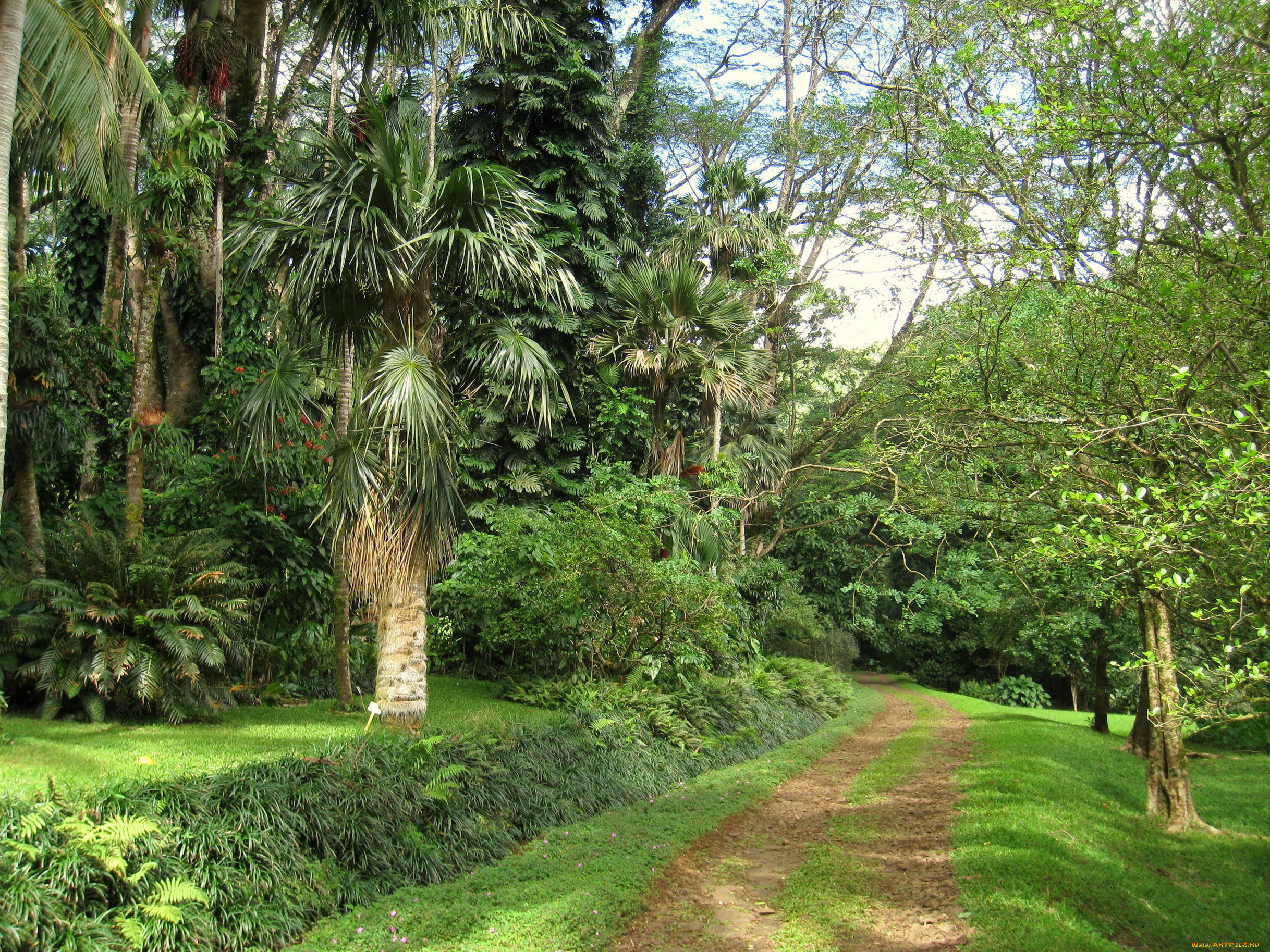 lyon, arboretum, oahu, hawaii, , , , , 